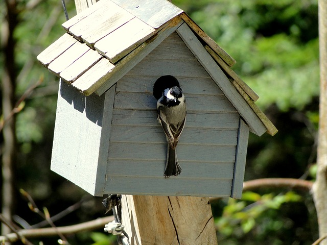 Une cabane pour les oiseaux