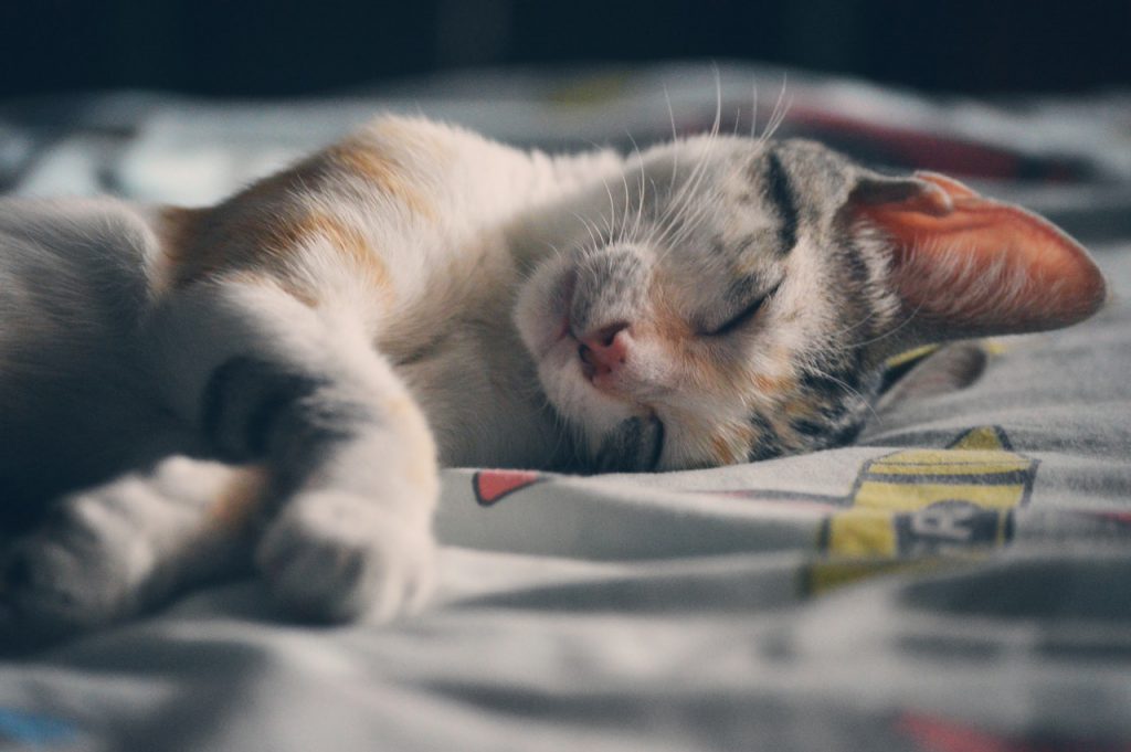 Chat et bébé comment les faire cohabiter ? Loisirs Enfant